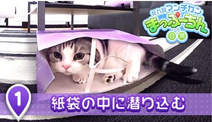 たれ目マンチカンまっぷーちんの日常